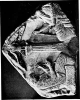 Picture 30 of 41 from Apotheosis and after life : three lectures on certain phases of art and religion in the Roman Empire (1915), leaf 212