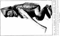 Picture 5 of 6 from Spiritualism among civilised and savage races; a study in anthropology (1921), leaf 88