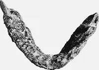 An illustration from The mortal remains of Emanuel Swedenborg; an account of the historical and anatomical investigations executed by a committee, appointed on May 27th, 1908 (1910)