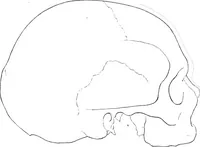 Picture 13 of 39 from The mortal remains of Emanuel Swedenborg; an account of the historical and anatomical investigations executed by a committee, appointed on May 27th, 1908 (1910), leaf 46