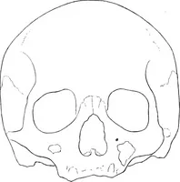 An illustration from The mortal remains of Emanuel Swedenborg; an account of the historical and anatomical investigations executed by a committee, appointed on May 27th, 1908 (1910)