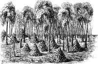 Picture 41 of 82 from The past in the present: what is civilisation? (1880), leaf 113