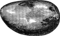 Picture 62 of 82 from The past in the present: what is civilisation? (1880), leaf 154