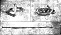 Picture 10 of 127 from The old and the new magic (1906), leaf 20