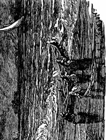 Picture 102 of 178 from A concise history of freemasonry (1904), leaf 320