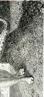An illustration from Francesco Bartolozzi, R.A.; (1907)