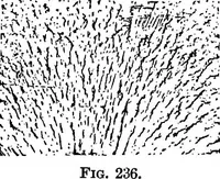 Picture 77 of 128 from The outlines of physics: an elementary text-book (1897), leaf 288