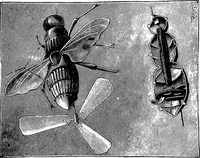 Picture 97 of 386 from Scientific amusements (1890), leaf 153