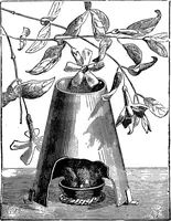 Picture 120 of 386 from Scientific amusements (1890), leaf 200