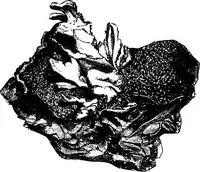 An illustration from Scientific amusements (1890)