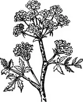 Picture 217 of 386 from Scientific amusements (1890), leaf 337