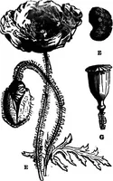 Picture 218 of 386 from Scientific amusements (1890), leaf 337