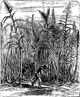 Picture 219 of 386 from Scientific amusements (1890), leaf 339