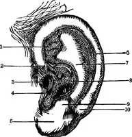 An illustration from Scientific amusements (1890)