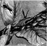 Picture 314 of 386 from Scientific amusements (1890), leaf 572