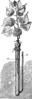 Picture 315 of 386 from Scientific amusements (1890), leaf 573