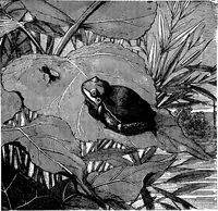 Picture 319 of 386 from Scientific amusements (1890), leaf 579