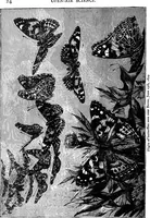 An illustration from Scientific amusements (1890)
