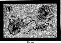 Picture 138 of 348 from The heavens above: a popular handbook of astronomy (1882), leaf 201