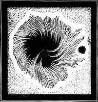 An illustration from The heavens above: a popular handbook of astronomy (1882)
