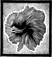 An illustration from The heavens above: a popular handbook of astronomy (1882)
