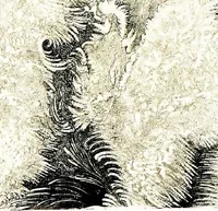 An illustration from The heavens above: a popular handbook of astronomy (1882)