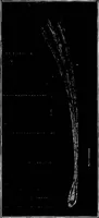 An illustration from The heavens above: a popular handbook of astronomy (1882)