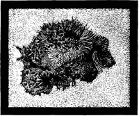 An illustration from Astronomy for students and general readers (1880)