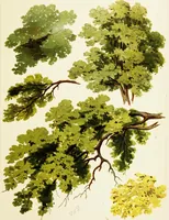 An illustration from The art of sketching from nature (1871)