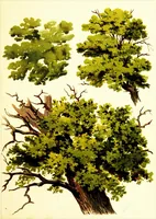 An illustration from The art of sketching from nature (1871)