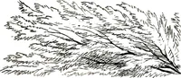 An illustration from The art of sketching from nature (1871)