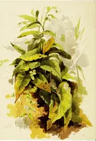 An illustration from The art of sketching from nature (1871)