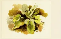 An illustration from The art of sketching from nature (1871)