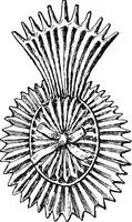 Picture 103 of 160 from The heritage of dress; being notes on the history and evolution of clothes (1908), leaf 199