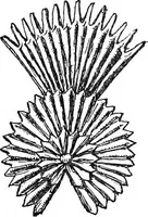 An illustration from The heritage of dress; being notes on the history and evolution of clothes (1908)