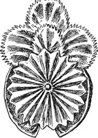 An illustration from The heritage of dress; being notes on the history and evolution of clothes (1908)