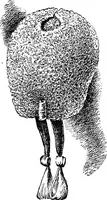 Picture 125 of 160 from The heritage of dress; being notes on the history and evolution of clothes (1908), leaf 267