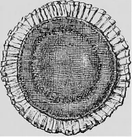 An illustration from The heritage of dress; being notes on the history and evolution of clothes (1908)