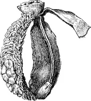 Picture 129 of 160 from The heritage of dress; being notes on the history and evolution of clothes (1908), leaf 280