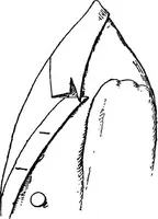 An illustration from The heritage of dress; being notes on the history and evolution of clothes (1908)