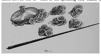 Picture 2 of 3 from The gambling games of the Chinese in America : fán t'án the game of repeatedly spreading out, and pák kóp piú, or the game of white pigeon ticket (1891), leaf 17