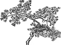 An illustration from The flowers and gardens of Japan (1908)