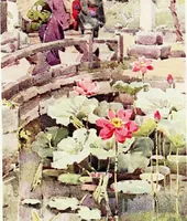An illustration from The flowers and gardens of Japan (1908)