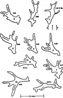 An illustration from Light and the behavior of organisms (1911)