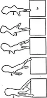An illustration from Light and the behavior of organisms (1911)