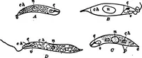 Picture 8 of 25 from Light and the behavior of organisms (1911), leaf 107