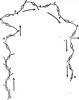 An illustration from Light and the behavior of organisms (1911)