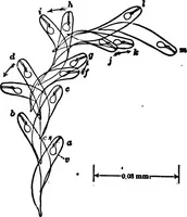 An illustration from Light and the behavior of organisms (1911)