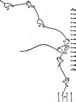 An illustration from Light and the behavior of organisms (1911)