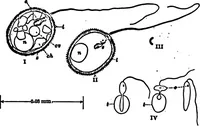 An illustration from Light and the behavior of organisms (1911)